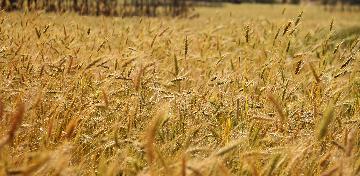 Chinas grain output expected to stay stable: report