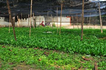 通讯:蔬菜基地诞生记--中国技术让老挝首都郊区农户受益匪浅