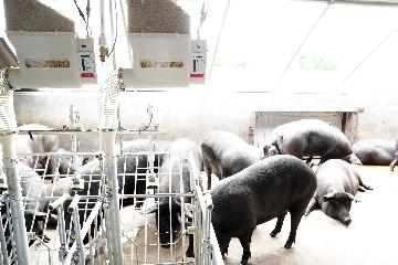 江蘇建80多個萬頭豬場 推進自動化、數位化養豬