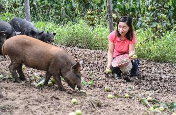 各地細化生豬生產扶持政策 11月全國生豬生產全面向好