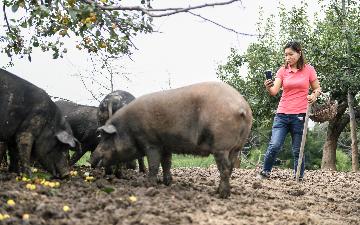 China rolls out three-year action plan to restore hog production