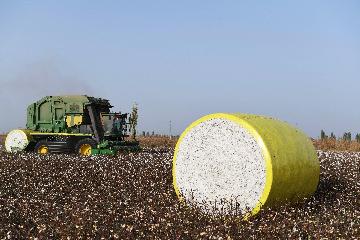 Xinjiang continues to top Chinas cotton production