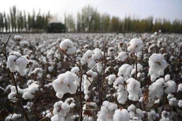 Chinas cotton output slightly drops in 2019