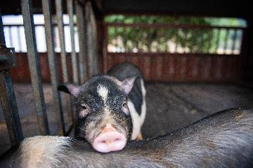 Chinas revised regulation to ensure high-quality hog slaughtering