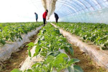 Across China: Agricultural sector quickens pace to go digital