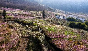Chinas Sichuan to grow over 3 mln hectares of distinctive crops