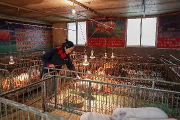 China vows efforts to further restore hog production