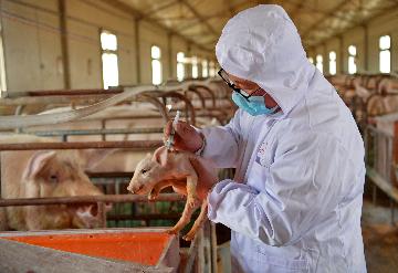 China top pig producers profits more than triple in 2019