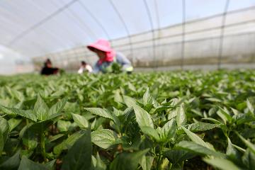 Chinas agriculture sector remains robust amid COVID-19 headwinds