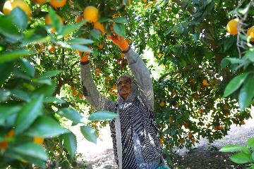 通讯:疫情挡不住埃及农场迎来橙子收获