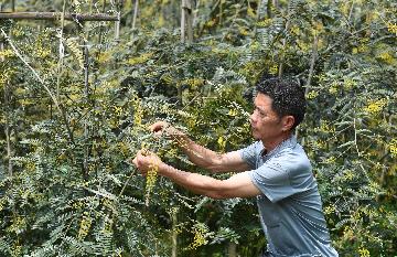 Chinese medicinal material price index up 0.01 pct