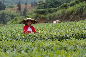 Southwest Chinas Guizhou sees robust growth in tea production, export