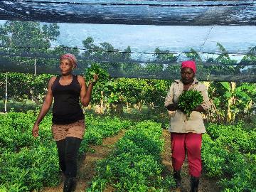 通讯:＂有机＂已成古巴农民生活方式