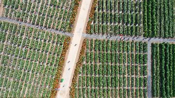 《中國農業綠色發展報告2020》發佈