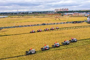 中国农业大省吉林积极拥抱＂新电商＂