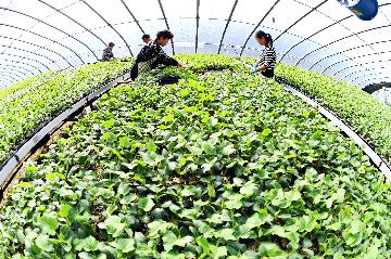 China unveils multiple measures to ensure stable supplies, prices of vegetables