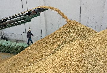 Chinas grain output tops 680 bln kg in 2021
