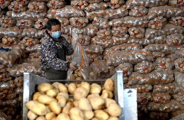 中国农业农村部启动2022年农垦带头扩种大豆行动