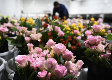 中國最大蔬菜和花卉外繁制種基地迎來進出口旺季