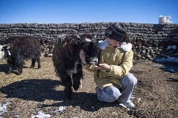 Tibet helps over 690,000 farmers, herders find jobs in 2021