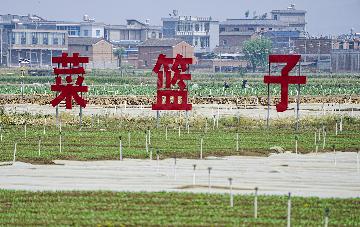 Chinas policy bank lends billions to key rural areas