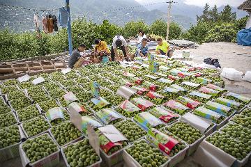 農業農村部：7月7日“農產品批發價格200指數”比昨天上升0.65個點