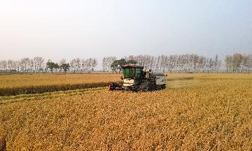 Chinas agricultural product prices down