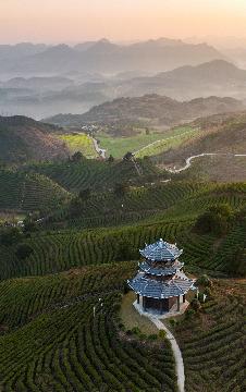 贵州茶产业辐射带动275万余农民就业